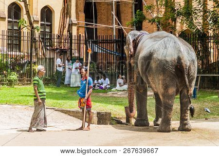 Kandy, Sri Lanka - July 19, 2016: Elephant In The Streets Of Kandy During Poya Full Moon Holiday.