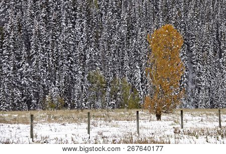 Fall Colors Kananaskis Contrast First Snowfall Aberta