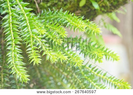 Huperzia Squarrosa Ferns In The Garden With Haze Early Morning,thailand