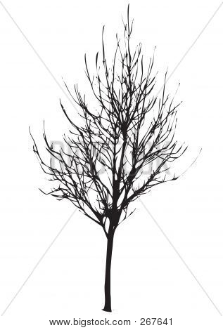 Albero morto