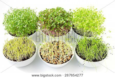 Six Microgreens Sprouting In White Bowls, From Above. Shoots Of Kale, Radish, Chinese Cabbage, Lenti