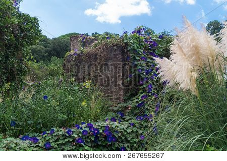 The Climbing Plant Ipomoea At The Coast Of Algarve In Portugal