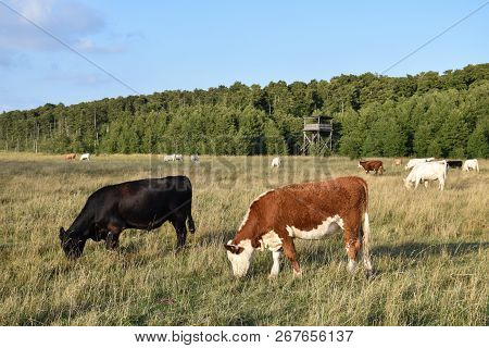 Group Of Grazing Cattle In A Wetland With A Birwatching Tower At The Swedish Island Oland