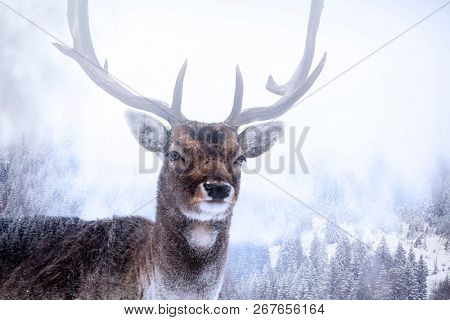 Double exposure of a fallow deer and pine forest