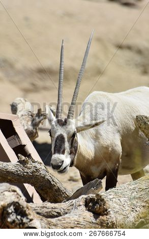 Chewing Arabian Oryx With Very Long Horns.