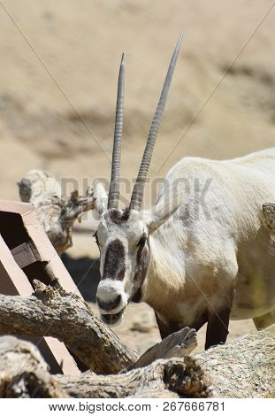 Arabian Oryx With Long Straight Horns Eating.