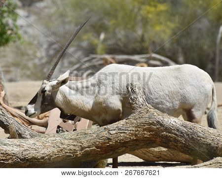 Beautiful Arabian Oryx With Very Long Straight Horns.