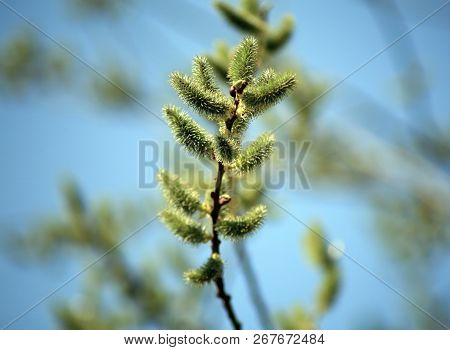 Ament On Tree   At Dry Sunny Summer Day