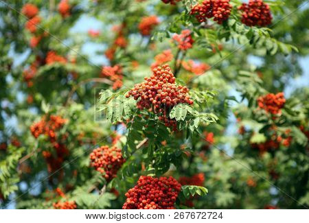 Many Ashberry With Leafs On Sky Background