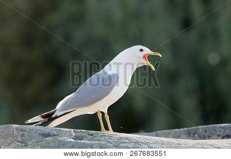Angry Seagull Bird Screaming (latin: Laridae), Unsharp Background