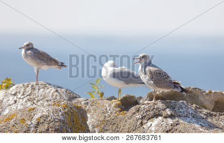 Profile Of Three Seagull Bird (latin: Laridae) On A Cliff, Blue Sky In The Background