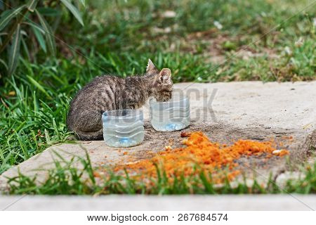 Vargant Hungry Kitten Drinking Water In Street.