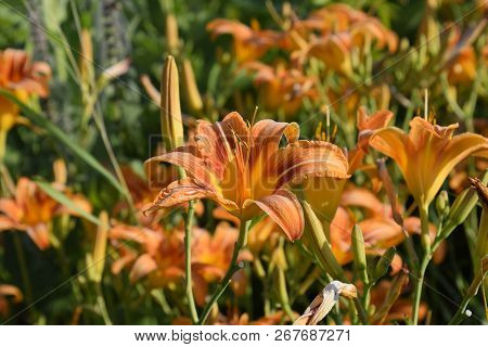Flowers Of Orange Lilies. Lilies Among The Grass
