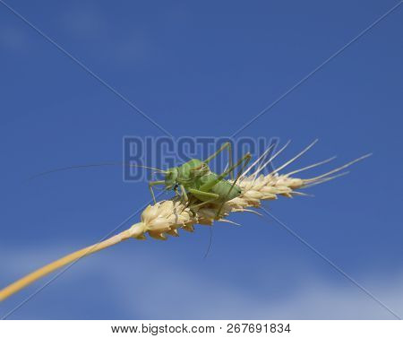 Isophia. Grasshopper Is An Isophy On A Wheat Spikelet. Isophya. Isophya Against The Blue Sky.