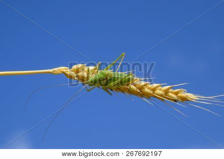 Isophia. Grasshopper Is An Isophy On A Wheat Spikelet. Isophya. Isophya Against The Blue Sky.