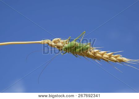 Isophia. Grasshopper Is An Isophy On A Wheat Spikelet. Isophya. Isophya Against The Blue Sky.
