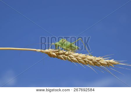 Isophia. Grasshopper Is An Isophy On A Wheat Spikelet. Isophya. Isophya Against The Blue Sky.