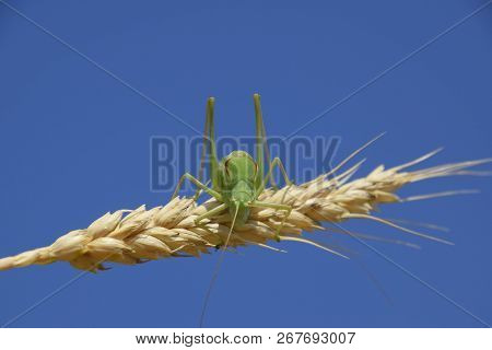 Isophia. Grasshopper Is An Isophy On A Wheat Spikelet. Isophya. Isophya Against The Blue Sky.