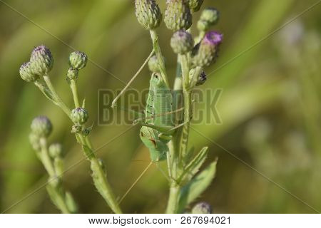 Isophya On The Stems Of The Tubercle. Wingless Grasshopper Isophya.