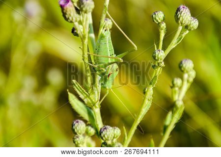 Isophya On The Stems Of The Tubercle. Wingless Grasshopper Isophya.