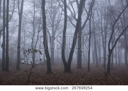 Autumn Forest Mist Landscape. Forest Fog Trees Silhouette In Autumn. Autumn Forest Fog Trees Backgro