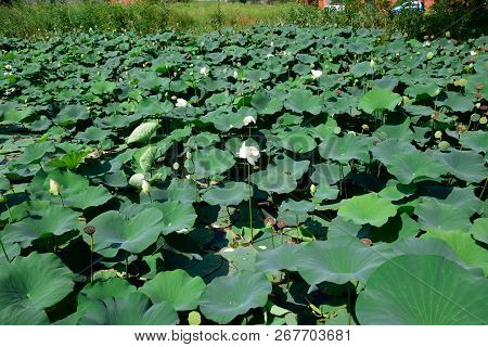 Pond With Lotuses. Lotuses In The Growing Season. Decorative Plants In The Pond.