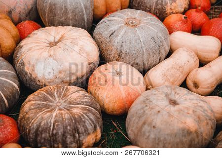 Autumn Harvesting Pumpkins On Farm Bioproducts Patch.