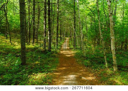 Footpath In A Forest, In Kejimkujik National Park, Nova Scotia, Canada