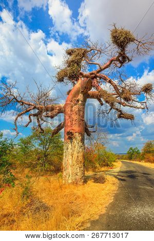 Game Drive Safari In Baobab Tree Forest Also Known As Monkey Bread Trees, Tabaldi Or Bottle Trees In