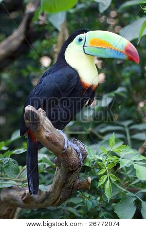 Farverige Tucan i Zürich Zoo