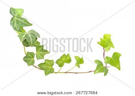 green ivy isolated on a white background.