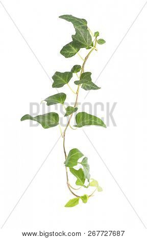 green ivy isolated on a white background.
