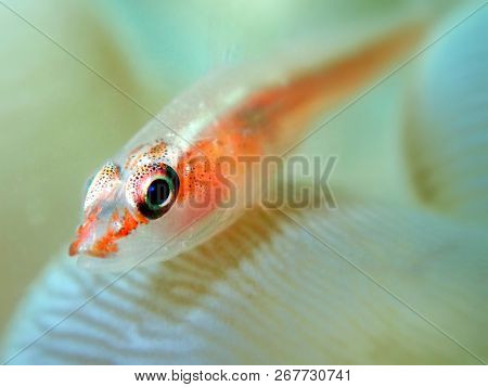 Marine Life, Or Sea Life Or Ocean Life, Is The Plants, Animals And Other Organisms That Live In The 