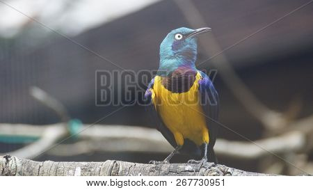 The golden-breasted starling is a small bird with a bright, blue tail and a blue back. It has a gree