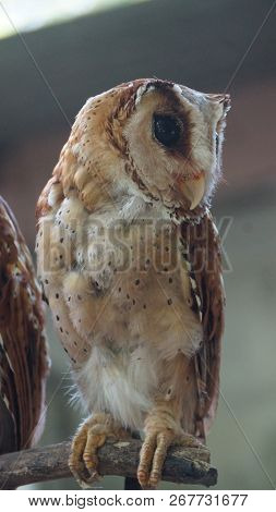 The oriental bay owl is a type of bay owl, usually classified with barn owls. It is completely noctu