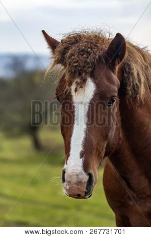 Unkempt Horse. Wild Horse. Unbrushed Bangs Horse. Portrait Of An Animal.
