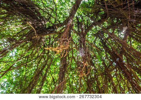 Ficus Benjamina Linn Has A Big And High Appearance, Tree Is Good For The Environment, Thai People Be