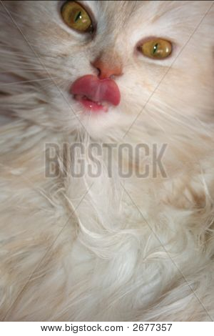 Gatto con la lingua fuori