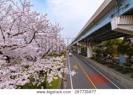 Asakusa Sumida Park Cherry Blossom Festival. In Springtime, Sumida River Is Surrounded By Cherry Blo