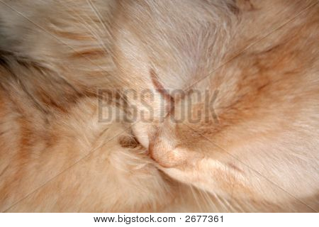 Gatto lecca pelliccia