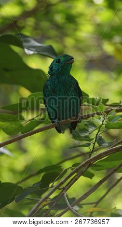 The green broadbill also known as the lesser green broadbill is a small bird in the broadbill family