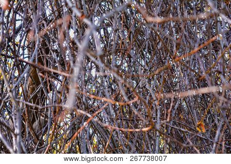 Autumn Branches Without Leaves Like An Arch Above The Path In The Park. Bare Tree Or Bush Branches