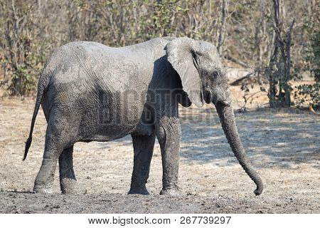 Adult Elephant Taking A Mudbath, Moremi - Botswana