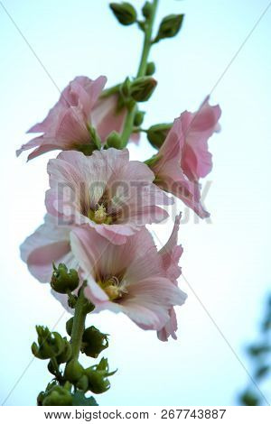 Beautiful Flower During Flowering.