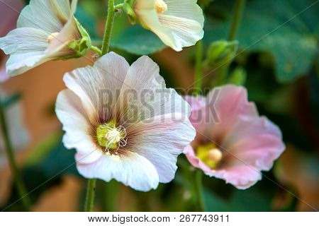 Beautiful Flower During Flowering.