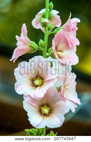 Beautiful Flower During Flowering.