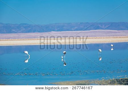 Flamingos In Chaxa Lagoon Salt Lake, Atacama Desert, Chile, South America