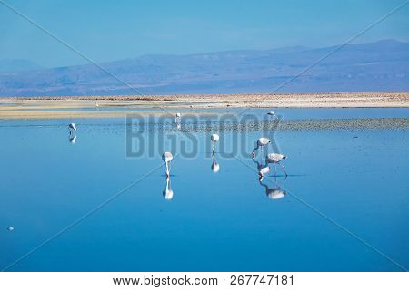 Flamingos In Chaxa Lagoon Salt Lake, Atacama Desert, Chile, South America