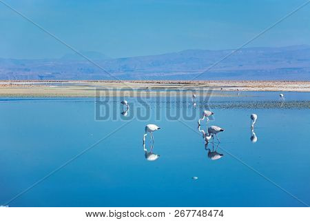 Flamingos In Chaxa Lagoon Salt Lake, Atacama Desert, Chile, South America