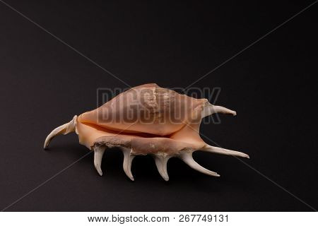 Marine Predatory Snail, Venus Comb Or Murex Pecten On Black.
